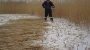 Заготовка камыша. Покос камыша триммером.