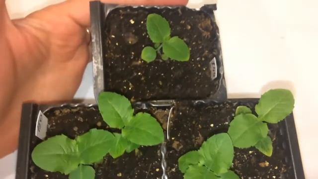 Платикодон 14.03.18 Обзор рассады платикодона смотреть онлайн