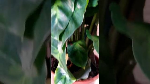 Калатея Мисто14 горшок в Красноярске. Высокое качество цветов! w/a 89835084245 Анна смотреть онлайн