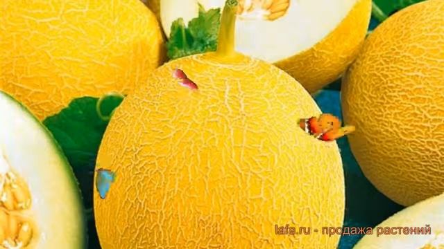 Дыня обыкновенный Идиллия ? обыкновенный дыня Идиллия обзор: как сажать, семена дыни Идиллия смотреть онлайн