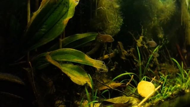 орнатус обыкновенный (hyphessobrycon bentosi) смотреть онлайн