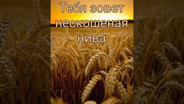 "Тебя зовет нескошеная нива" пение (соло) Виталий Осипов смотреть онлайн