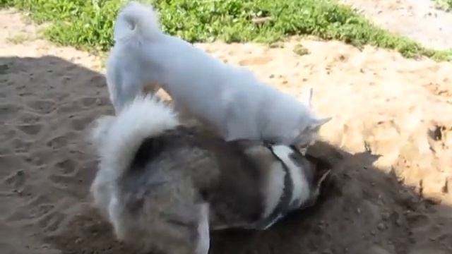 ЗАИГРЫВАHИЯ. смотреть онлайн