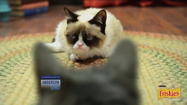 Grumpy Cat in the House! смотреть онлайн