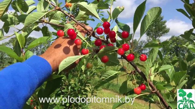 Вишня сорт Гриот Белорусский смотреть онлайн