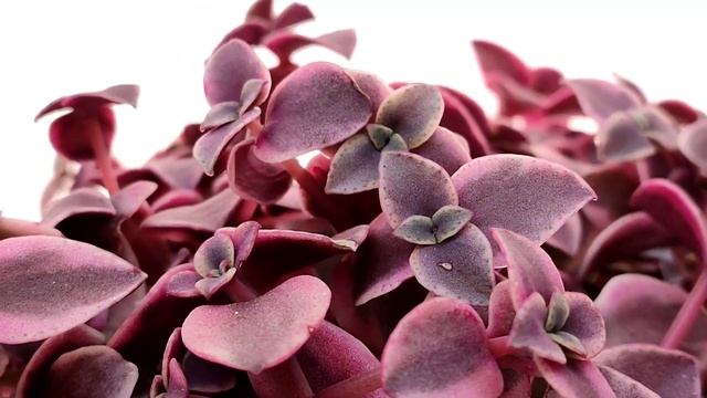 Crassula pellucida ssp. marginalis f. variegata смотреть онлайн