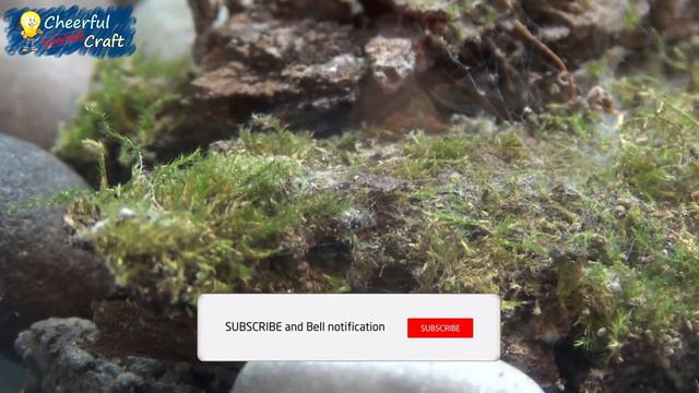 Eternal Terrarium in a Light Bulb – Part 3 | One month later. смотреть онлайн