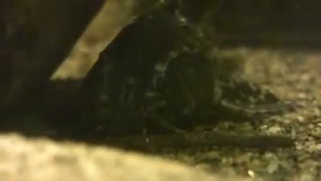 553 Agamyxis pectinifrons Агамуксіс пектініфронс The spotted talking catfish смотреть онлайн