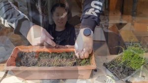 Лук Батун из семян. Хроники 06.05.2022г. 71й день.