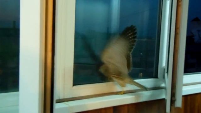 Незванный гость залетел в окно балкона смотреть онлайн