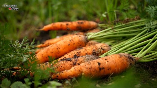 Морковь последняя подкормка чтобы осенью она была сладкой и вкусной!
