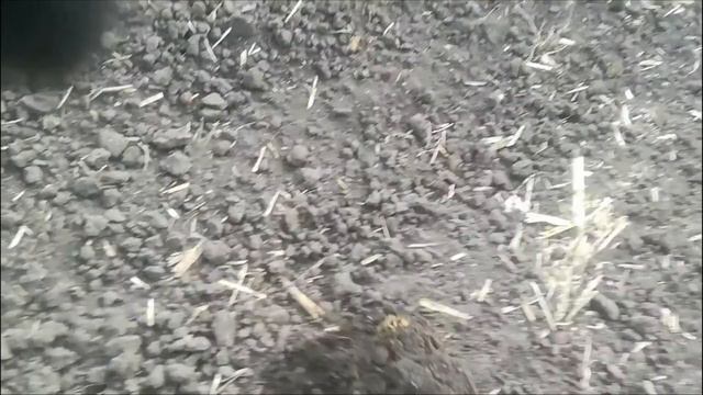 ВОТ ЭТО КОП!!Откуда здесь всё это!!! Русско-Польское серебро и многое другое! #Коп2021 смотреть онлайн