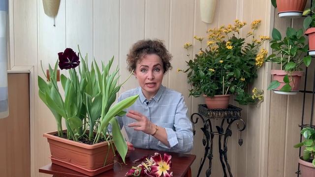 Луковицы ТЮЛЬПАНОВ после цветения. Тюльпаны выращивание. Посадка Тюльпанов. смотреть онлайн