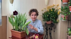 Луковицы ТЮЛЬПАНОВ после цветения. Тюльпаны выращивание. Посадка Тюльпанов.