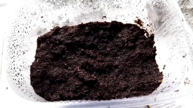 Пересаживаю петунию. Что и сколько взошло. Продолжаем эксперимент. Часть 2