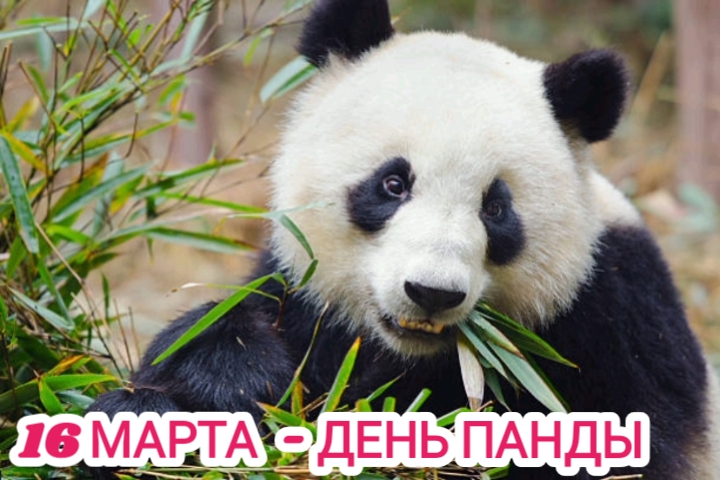 16 марта - день панды смотреть онлайн