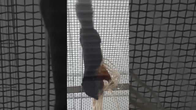 Самый крупный зоомагазин в мире Zoo Zajac смотреть онлайн