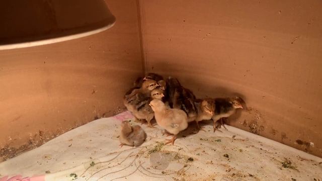 24 мая 2022 г.Цыплята породы Билефелдер .Bielefelder Küken ? смотреть онлайн