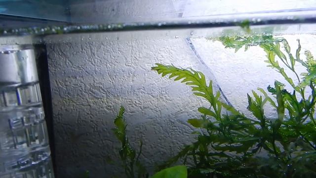 СО2 на браге с фильтром без дропчекера. смотреть онлайн