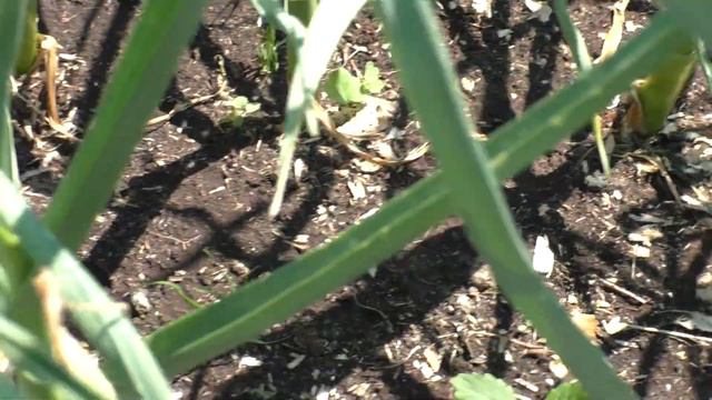 Редиска без блохи ! смотреть онлайн