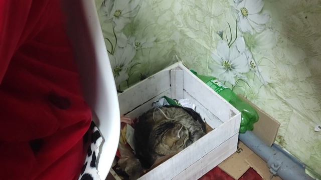 Купила семена/Доча в ударе☺️ Монстера радует 🪴 смотреть онлайн