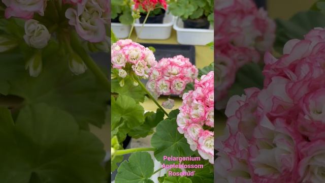 Pelargonium ‘Appleblossom Rosebud’ (розебудная пеларгония, viirpelargoon) смотреть онлайн