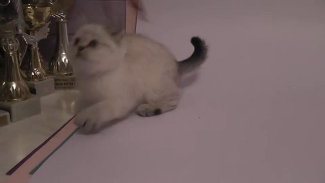 Шотландская короткошерстная кошечка Сил голден линкс поинт с голубыми глазами Питомник SuperFold смотреть онлайн