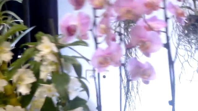 Salon des Orchidées | Annonay смотреть онлайн