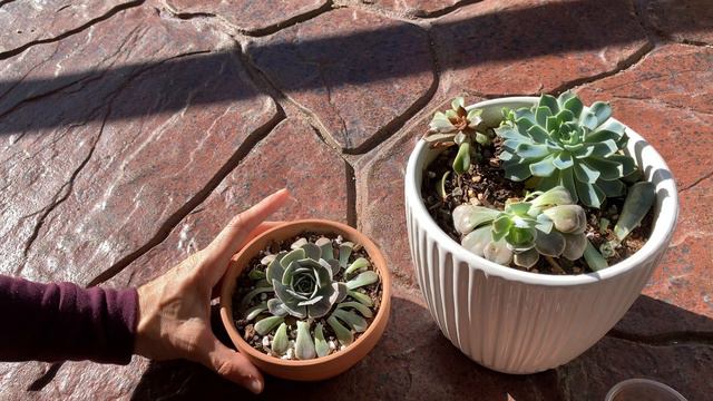 How and when to chop crowded echeveria смотреть онлайн
