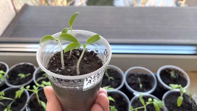 Некоторые правила выращивания хорошей рассады томатов, которым я следую. смотреть онлайн