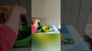 Сок  чистотела.Заготовка на зиму.