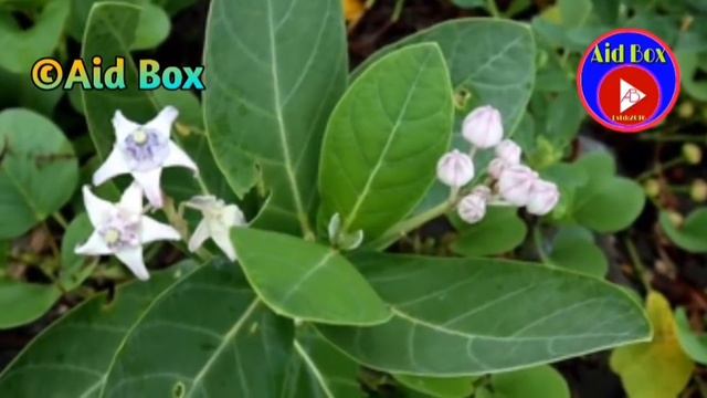 ଷେଣ୍ଢ-ଛୁଆ ପରି ଛାତି ଫୁଲେଇ ଚାଲିବେ ବାଟ | Easy Basikaran Tantra Mantra By Powerful Worship Plant | Odia смотреть онлайн