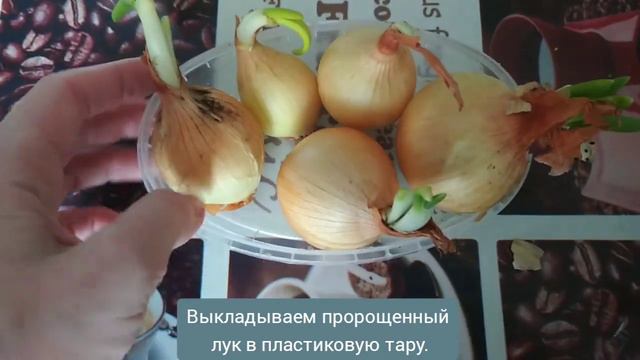 Теперь я знаю как вырастить лук в домашних условиях быстро в любое время года! смотреть онлайн