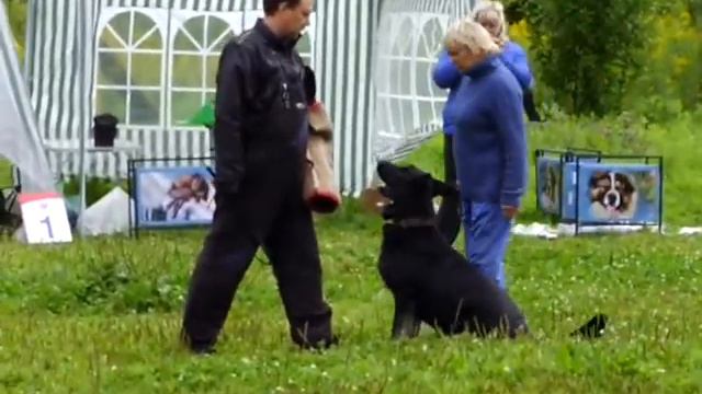 монопородная выставка ВЕО, проверка рабочих качеств,лобовая янта 2 bestdog.mybb.ru смотреть онлайн