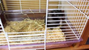 Вторые роды сирийского хомяка. Чернуха собирается рожать. Вьёт гнездо.