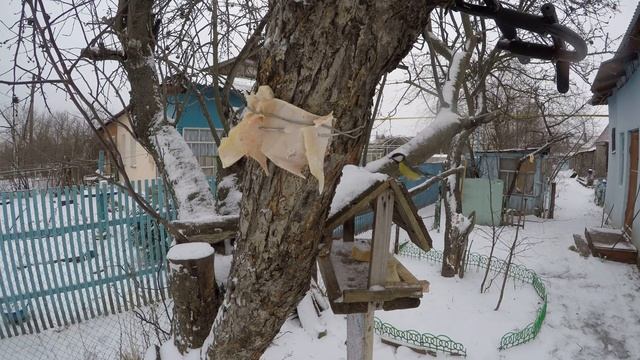 Синицы разлетаются СалоЗимаДенисовоGP5 18 смотреть онлайн