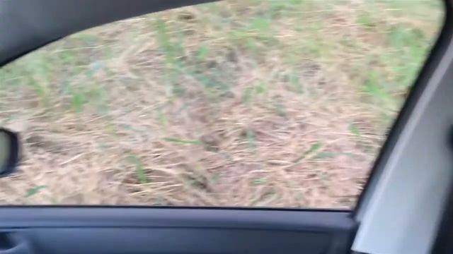 I bought my first car! A German car! Volkswagen Santana unboxing смотреть онлайн