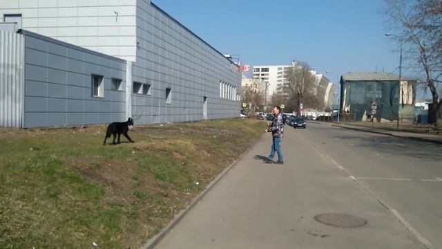 Дрессировка собак. Позыв. Детская усталость. смотреть онлайн