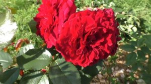 Rotkappchen.Самая лучшая красная  флорибунда.