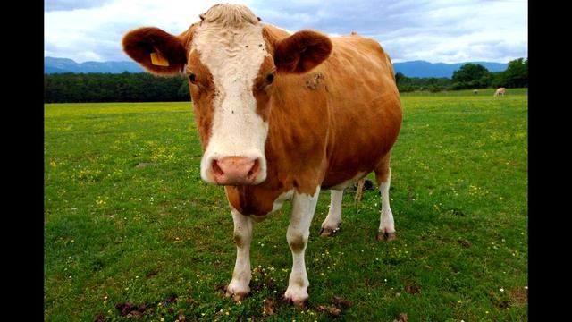 david bowie hey brown cow смотреть онлайн