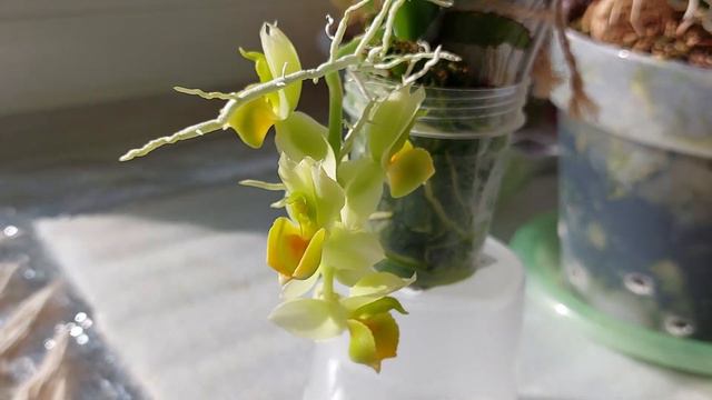 Catasetum Cirrhaeoides - яркость и нежность в одном флаконе! Катасетум или орхидея морковка.