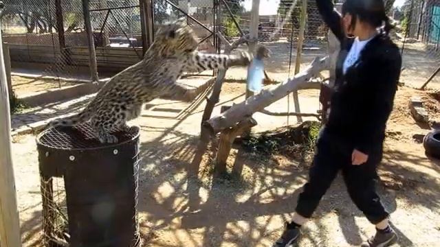 Me and Zorro at Cheetah Experience смотреть онлайн