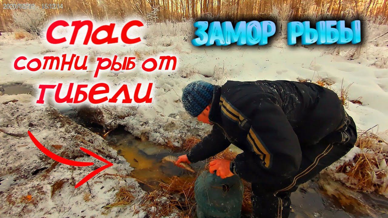 ✔ Замор рыбы Спасаю рыбу от замора Ловля рыбы руками задуха, загар рыбы смотреть онлайн