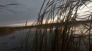 Охота на утку. Утки подсаживаются к махокрылу.