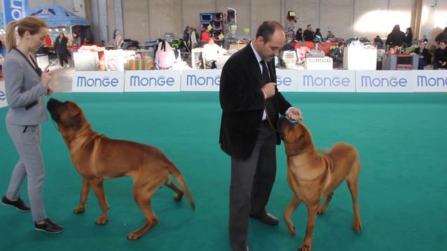 CACIB Verona, 16/12/2018 смотреть онлайн