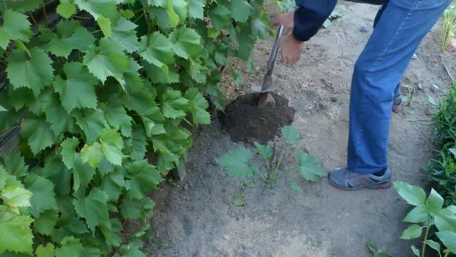 Собственный виноград. Часть 7. смотреть онлайн