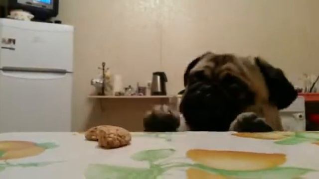 Мопс с печенькой!!!! смотреть онлайн