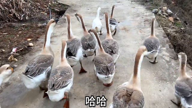 评论区都说老六顶牛最合适，来看看老六怎么说。