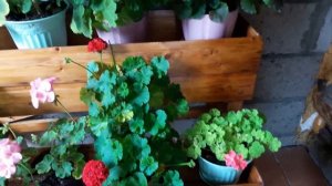 Герань осенью.  Белокрылка на герани,что делать?