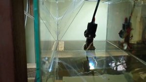 Меченосец беременная самка Разведение меченосцев Мальки меченосцев